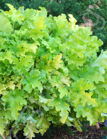 Heuchera hybrida 'Lime Marmalade'